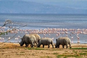 Excursión de 1 día al Parque Nacional del Lago Nakuru desde Nairobi.