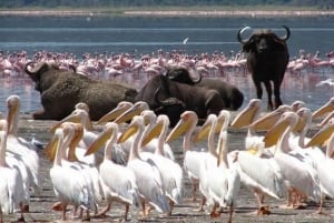 Excursión de 1 día al Parque Nacional del Lago Nakuru desde Nairobi.
