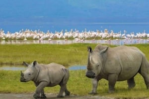 Excursión de 1 día al Parque Nacional del Lago Nakuru desde Nairobi.