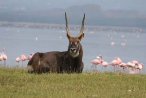 Excursión de 1 día al Parque Nacional del Lago Nakuru desde Nairobi.
