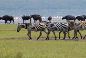 Excursión de 1 día al Parque Nacional del Lago Nakuru desde Nairobi.