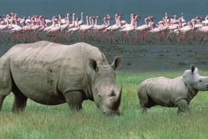 Excursión de 1 día al Parque Nacional del Lago Nakuru desde Nairobi.