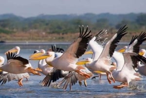 Excursión de 1 día al Parque Nacional del Lago Nakuru desde Nairobi.