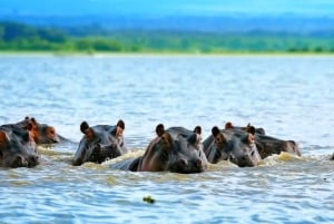 Excursion d'une journée au parc national du lac Nakuru depuis Nairobi