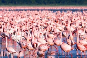 Excursion d'une journée au parc national du lac Nakuru depuis Nairobi