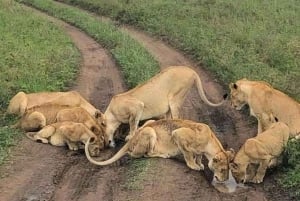 Excursion d'une journée au parc national du lac Nakuru depuis Nairobi