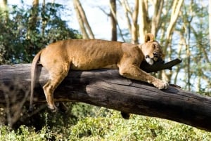 Excursion d'une journée au parc national du lac Nakuru depuis Nairobi