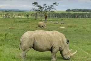 Excursion d'une journée au parc national du lac Nakuru depuis Nairobi