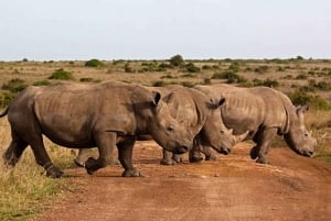 Excursion d'une journée au parc national du lac Nakuru depuis Nairobi