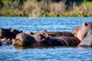 Excursion d'une journée au parc national du lac Nakuru depuis Nairobi
