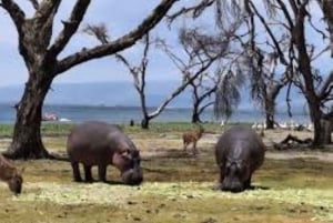 Excursion d'une journée au parc national du lac Nakuru depuis Nairobi