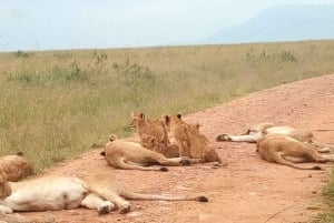 Excursion d'une journée au parc national du lac Nakuru depuis Nairobi