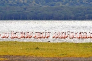 Excursion d'une journée au parc national du lac Nakuru depuis Nairobi