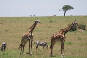 Excursion d'une journée au parc national du lac Nakuru depuis Nairobi
