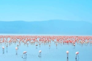 Excursion d'une journée au parc national du lac Nakuru depuis Nairobi