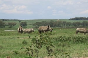 Excursion d'une journée au parc national du lac Nakuru depuis Nairobi