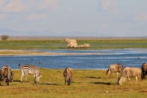 Excursion d'une journée au parc national du lac Nakuru depuis Nairobi