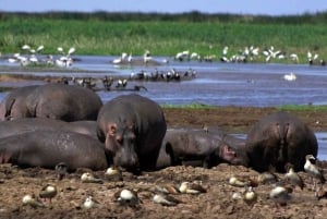 Excursion d'une journée au parc national du lac Nakuru depuis Nairobi
