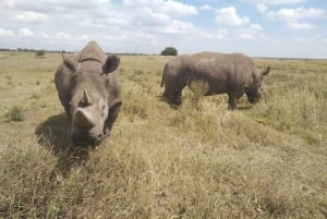 Excursion d'une journée au parc national du lac Nakuru depuis Nairobi