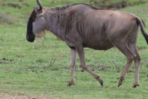 Excursion d'une journée au parc national du lac Nakuru depuis Nairobi