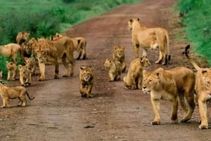 Excursion d'une journée au parc national du lac Nakuru depuis Nairobi