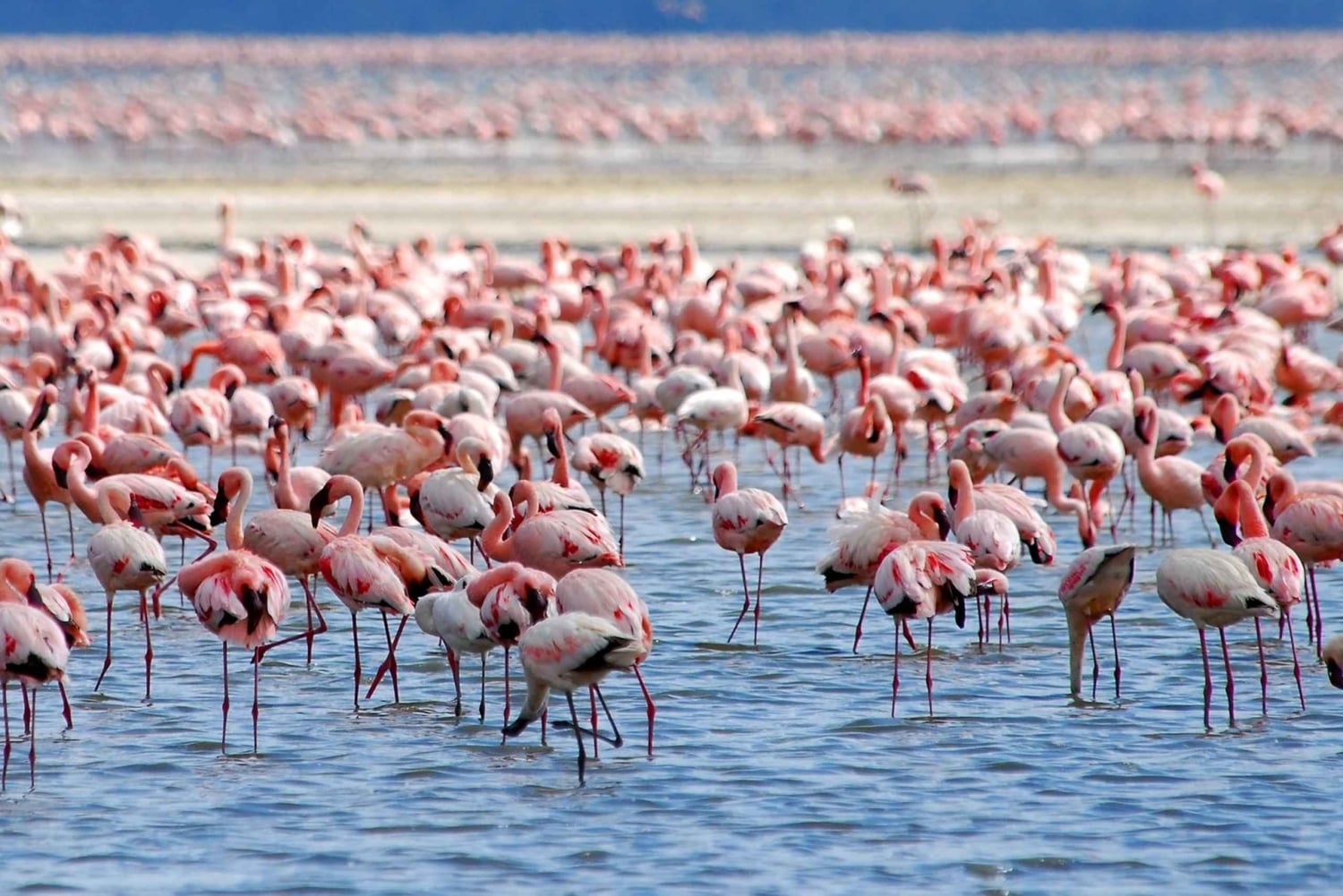 Lake Nakuru National Park Day Trip With Nakuru/Nairobi pick