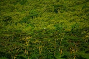 Lake Nakuru National Park Day Trip With Nakuru/Nairobi pick