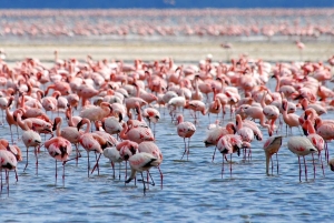 Lake Nakuru National Park Day Trip With Nakuru/Nairobi pick