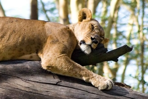 Lake Nakuru National Park Day Trip With Nakuru/Nairobi pick