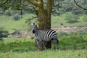 Lake Nakuru National Park Day Trip With Nakuru/Nairobi pick
