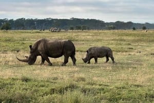 𝐋ake 𝐍akuru National 𝐏ark 𝐃ay 𝐓rip