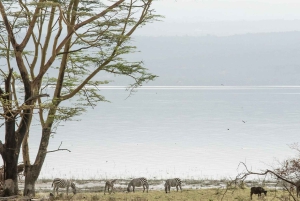Lake Nakuru National Park: Daytrip in a 4X4 Private Jeep