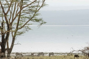 Parc national du lac Nakuru : excursion d'une journée en jeep 4x4 privée