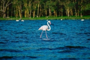 Parc national du lac Nakuru : excursion d'une journée en jeep 4x4 privée