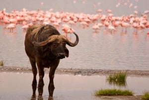 Nairobi: Dagsutflykt med båt till sjöarna Nakuru och Naivasha