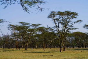 Parque Nacional del Lago Nakuru desde Nairobi