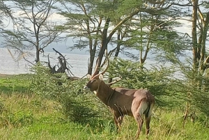 Nakuru-järven kansallispuisto Nairobista käsin