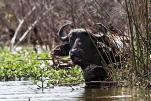 Nairobi: Dagsutflykt med båt till sjöarna Nakuru och Naivasha