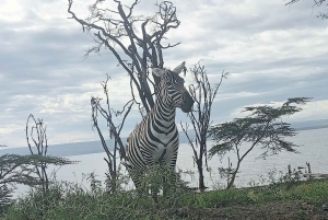 Nakurusjöns nationalpark från Nairobi