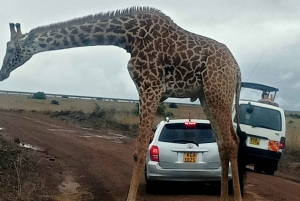 Nakurusjøen nasjonalpark fra Nairobi