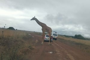 Nairobi: Dagsutflykt med båt till sjöarna Nakuru och Naivasha