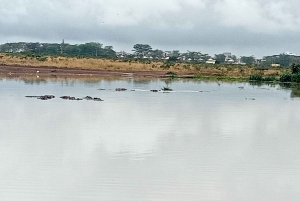 Nakurusjöns nationalpark från Nairobi