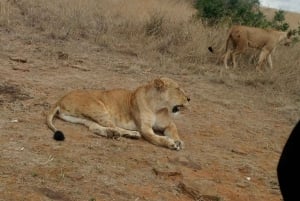 Nairobi: Dagsutflykt med båt till sjöarna Nakuru och Naivasha