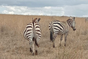 Nakuru-järven kansallispuisto Nairobista käsin