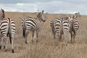 Nairobi: Dagsutflykt med båt till sjöarna Nakuru och Naivasha