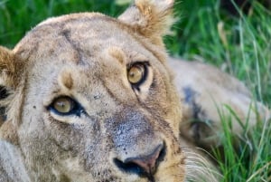 Nairobi: Dagsutflykt med båt till sjöarna Nakuru och Naivasha