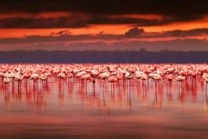 Nairobi: Dagsutflykt med båt till sjöarna Nakuru och Naivasha