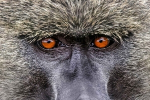 Lake Nakuru National Park Full Day Tour from Nairobi