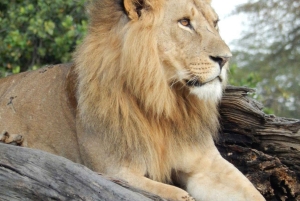 Lake Nakuru National Park Full Day Tour from Nairobi