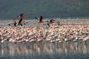 Parc national du lac Nakuru : Excursion d'une journée